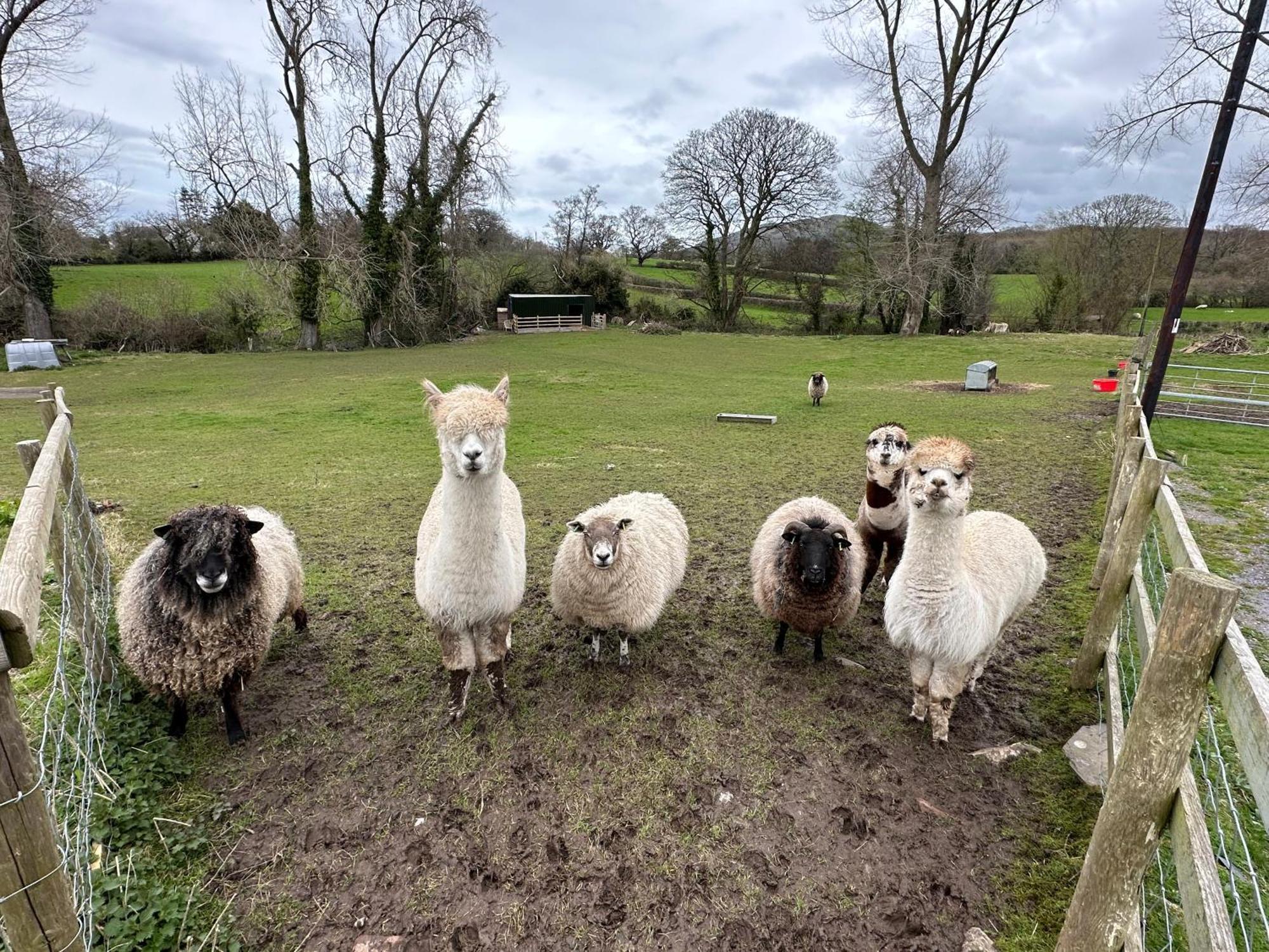 Dwylig Isa Holiday Cottages Rhuddlan Eksteriør billede